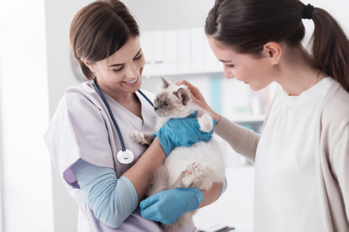 Tiermedizinische/r Fachangestellte/r(m/w/d) Tiermedizinische/r Fachangestellte/r(m/w/d)