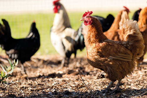 Tierwirt/in - Geflügelhaltung(m/w/d) Tierwirt/in - Geflügelhaltung(m/w/d)